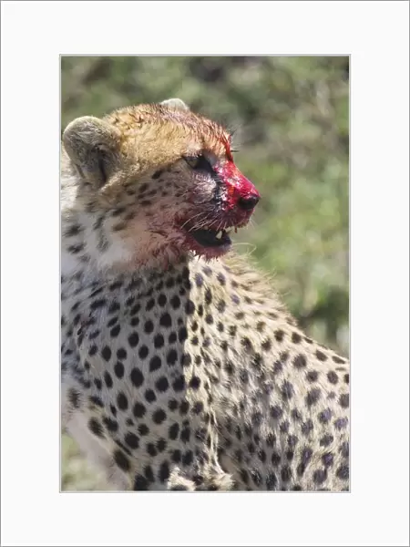 Cheetah - young male with bloody face while eating - Masai Mara Conservancy - Kenya