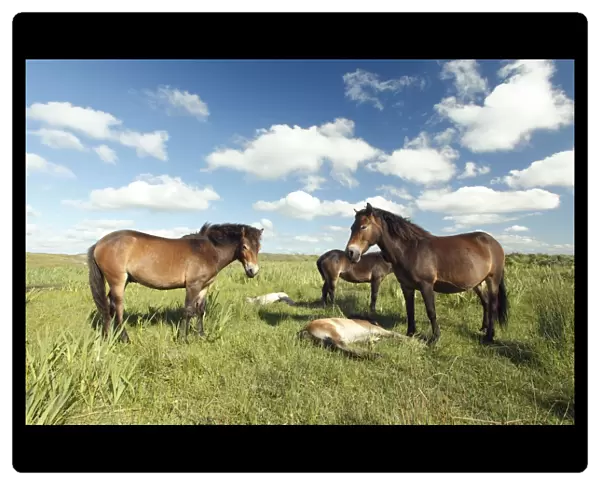 Exmoor Pony - Mares and foals resting on marshland, De Bollekamer sand dune NP, Island of Texel, Holland