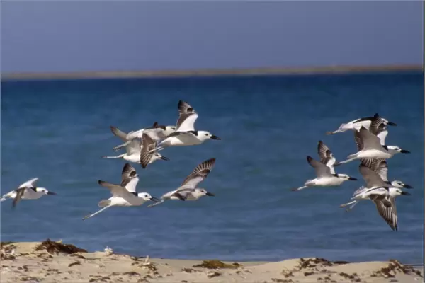 Crab Plover - group in flight
