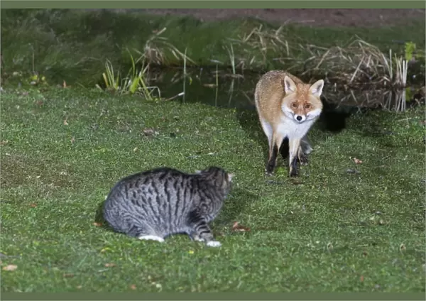 European Fox and Domestic Cat - confrontation in garden at night - Lower Saxony - Germany