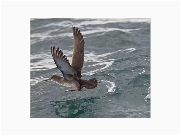 Balearic Shearwater - in flight - running on the sea to take off - Dorset UK - August