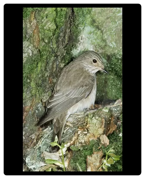 Spotted Flycatcher - at nest