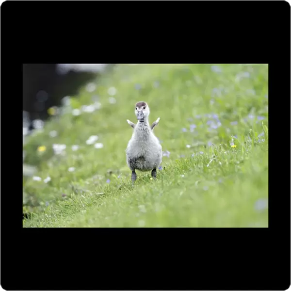 Egyptian Goose - gosling shaking off water - on meadow - Hessen - Germany