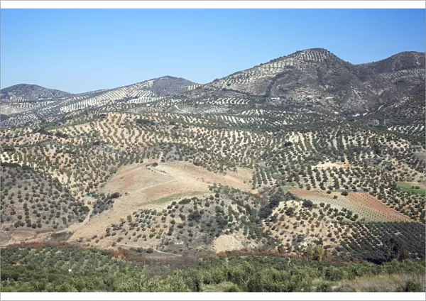 Olive Plantations - on hill slopes, beside township Olvera, Andalucia, Spain