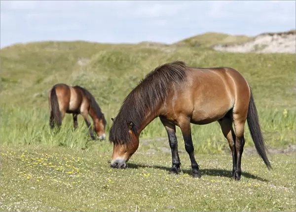 Exmoor Pony - 2 ponies grazing on marshland, De Bollekamer sand dune NP, Island of Texel, Holland