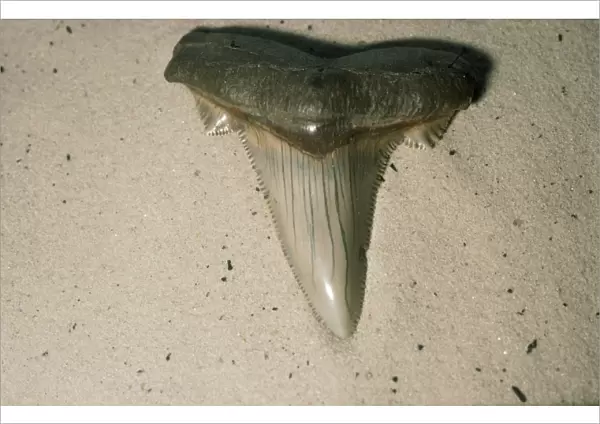 Fossil Shark Tooth Eocene
