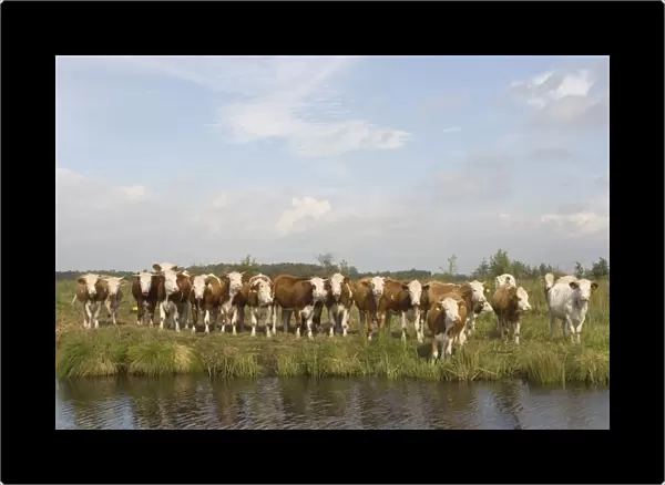 Siementhaler cow Curious herd The Netherlands, Overijssel, Nature reserve ´De Wieden´