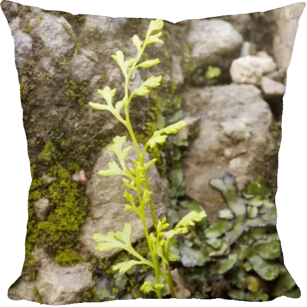 Jersey Fern (Anogramma leptophylla), an annual fern, very rare in UK. Crete