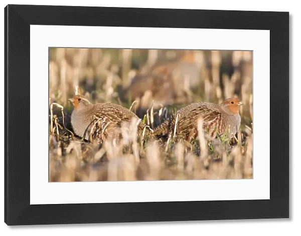 Grey  /  Common Partridge - covey resting on corn stubble in winter - Lower Saxony - Germany