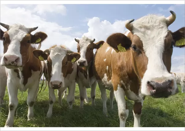 Simmental Cattle - Cows in meadow - The Netherlands - Overijssel - De Wieden