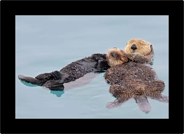 Alaskan  /  Northern Sea Otter - resting on water - Alaska _D3B3036