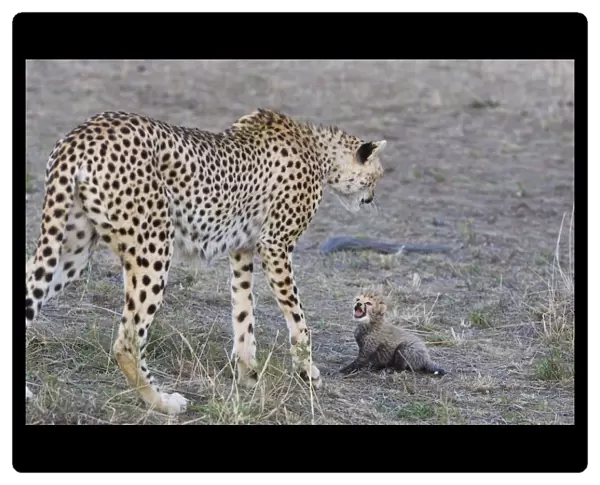 Cheetah - 18 day old cub calling to mother - Maasai Mara Reserve - Kenya