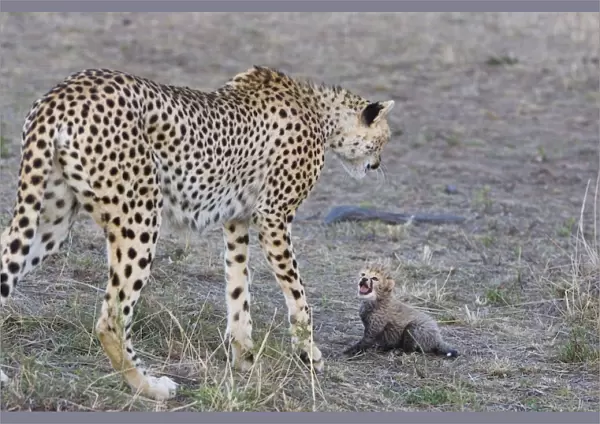 Cheetah - 18 day old cub calling to mother - Maasai Mara Reserve - Kenya