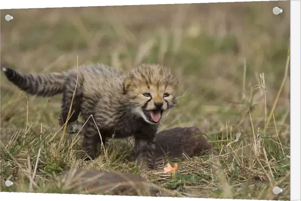 Cheetah - 16 day old cub calls to its mother while clumsily walking through the grass - Maasai Mara Reserve - Kenya