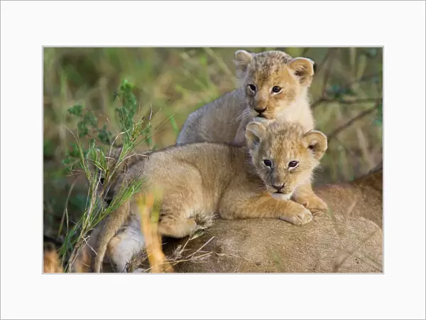 Lion - 4 week old cubs on top of mother - Masai Mara Reserve - Kenya