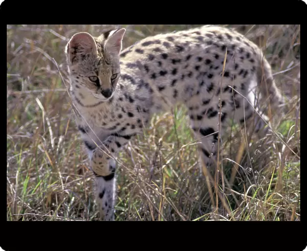 Serval - adult female walks cautiously through the grass - Ngorongoro Conservation Area - Tanzania