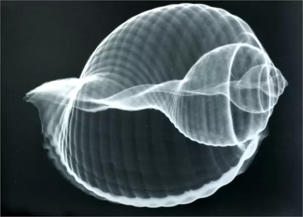 Baler shell, x-ray to show internal structure and spiralling