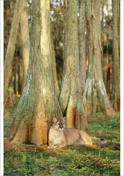 Cougar ‘Florida Panther TOM 269 Endangered species sitting by tree in swamp cypress, Florida USA. Felis concolor coryi © Tom & Pat Leeson  /  ARDEA LONDON