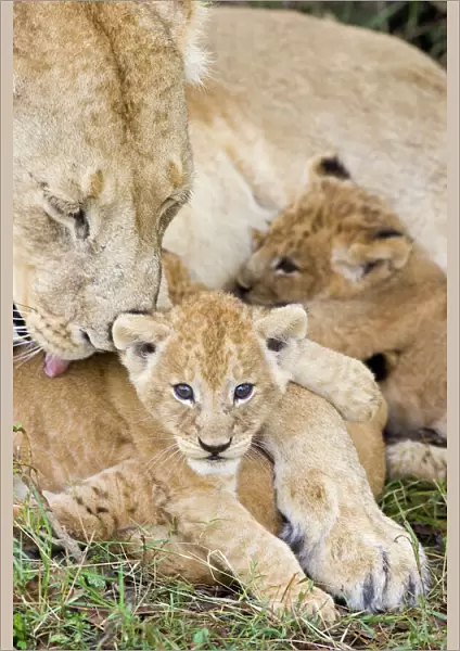 Lion - 5-6 week old cub with mother in den - Masai Mara Reserve - Kenya