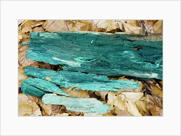 Green Wood Cup ( Chlorociboria aeruginascens) - mycelium stains the wood green-blue, used in marquetry. Slovenia