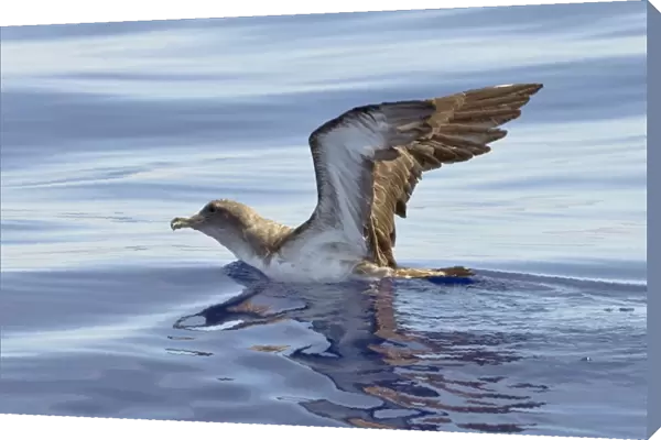 Cory's Shearwater - on the sea with wings raised - Madeira - September