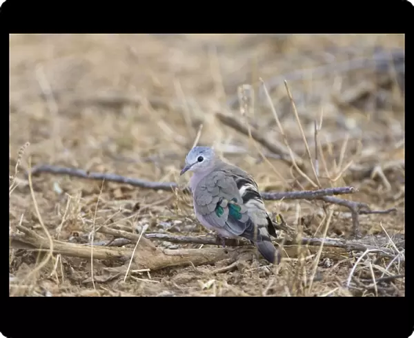 Emerald-spotted Wood Dove Sarara Camp, Namunyak Conservancy, Northern Rangelands, Kenya