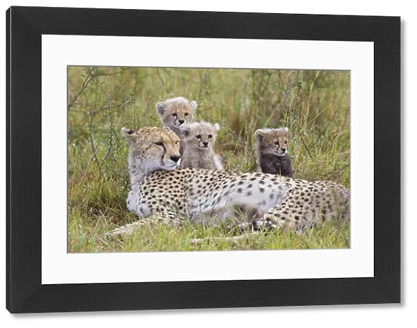 Cheetah - mother and 8 week old cub(s) - Maasai Mara Reserve - Kenya
