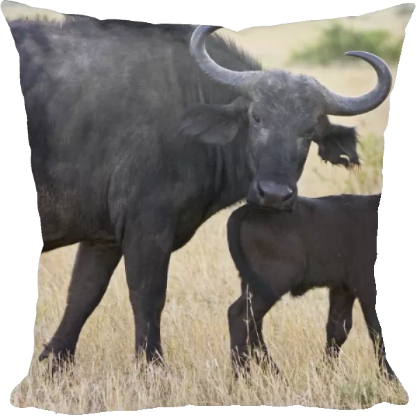 Cape Buffalo - Mother and newborn calf (2-3 days old) separated from herd Maasai Mara Conservancy, Kenya