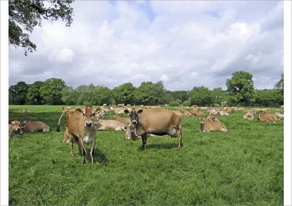 Jersey Cows in field - UK