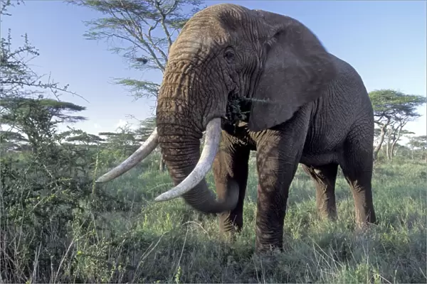 African Elephant - large bull feeding - Ngorongoro Conservation Area - Tanzania