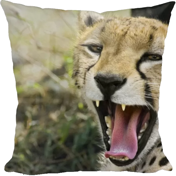 Cheetah - yawning mother with 6 day old cub - Maasai Mara Reserve - Kenya