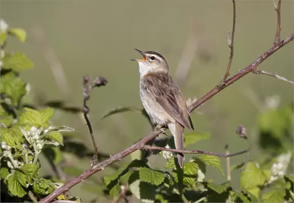 Sedge Warbler - singing from vantage point on bramble bushes - Cleveland - UK