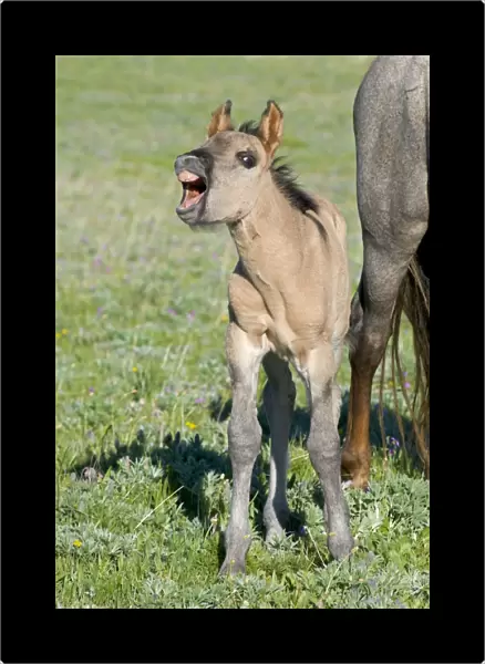 Wild  /  Feral Horse - colt with mouth open - Western U. S. - Summer _D3C4783