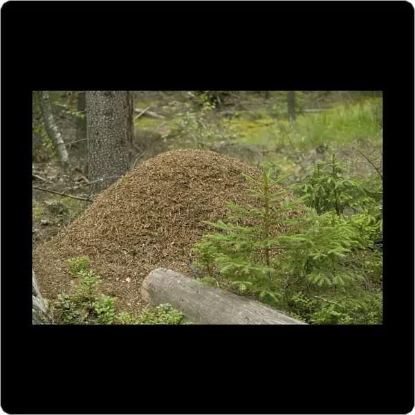Large and ancient wood ants nest in coniferous woodland, Sweden