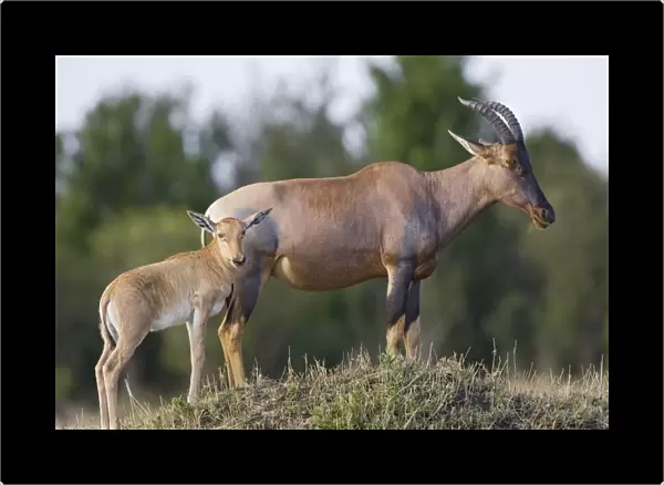Topi - mother and young calf - Masai Mara Reserve - Kenya