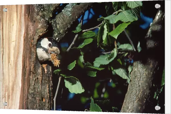 Greater-spotted  /  Great-spotted Woodpecker - at nest