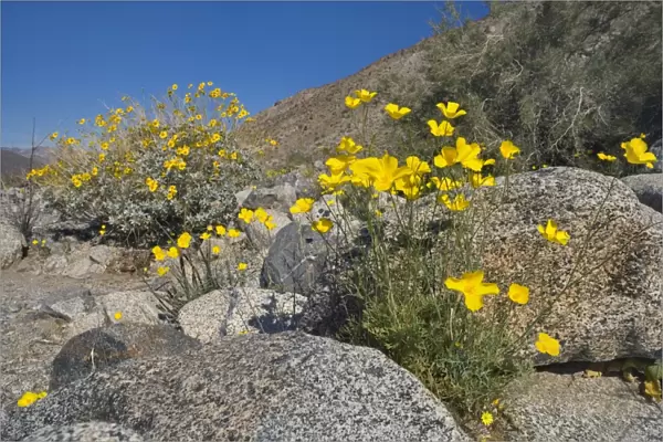 Mexican Gold Poppies and Brittlebush (Encelia farinosa) grow between rocks in the desert - Anza Borrego Desert State Park - California - USA