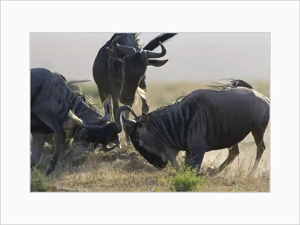 Blue  /  Common Wildebeest - bulls fighting - Masai Mara Conservancy - Kenya