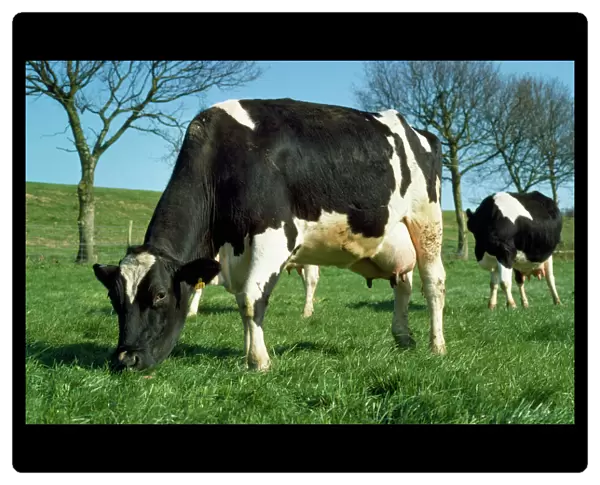 Friesian Cattle - diary cow grazing