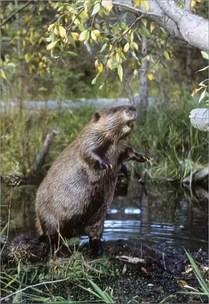 American Beaver - standing on hind legs 