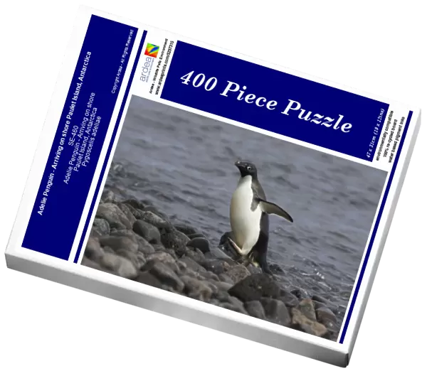 Adelie Penguin - Arriving on shore Paulet Island, Antarctica