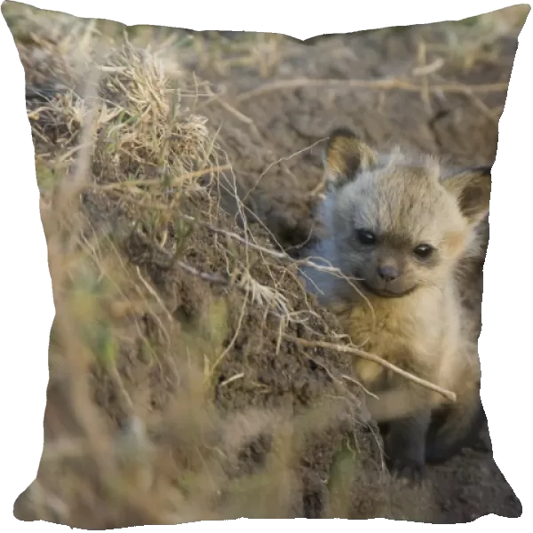 Bat-eared fox - 4 week old pup. Maasai Mara Reserve - Kenya