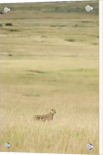 Cheetah - adult female in long grass - Maasai Mara Reserve - Kenya
