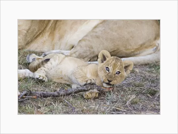 Lion - 7-8 week old cubs playing with stick - Masai Mara Reserve - Kenya
