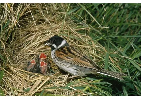 Reed Bunting - at nest with young