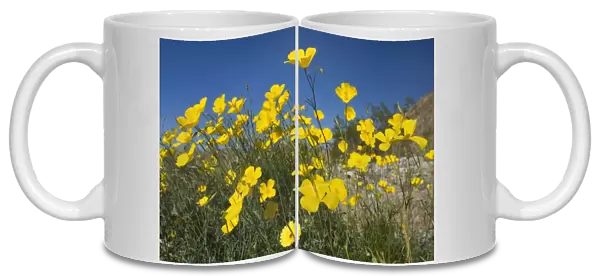 Mexican Gold Poppies - Anza Borrego Desert State Park - California - USA