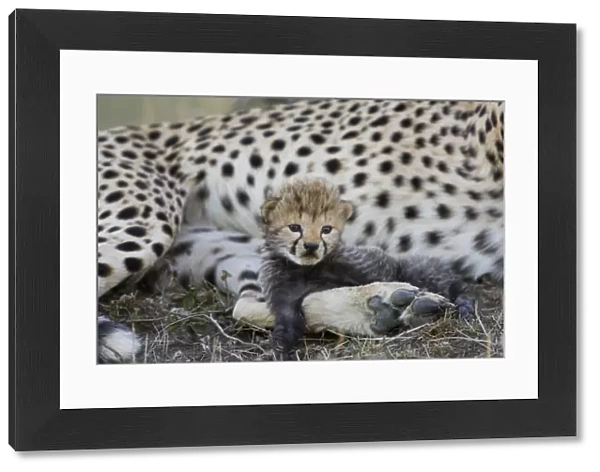 Cheetah - 16 day old cub resting on its mother's leg - Maasai Mara Reserve - Kenya