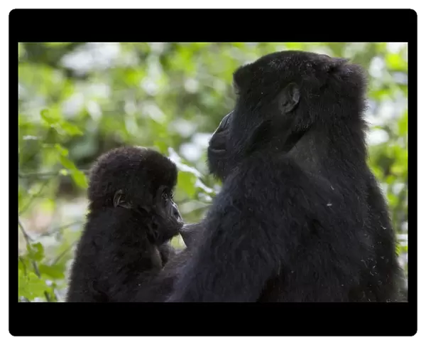 Mountain Gorilla - 10 month old infant nursing. Virunga Volcanoes National Park - Rwanda. Endangered Species