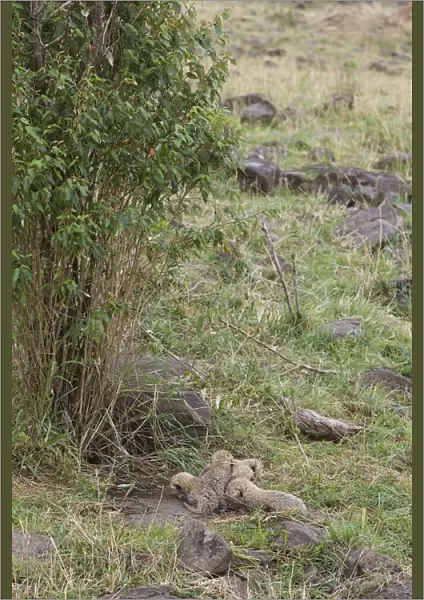 Cheetah - 9 day old cubs in nest - Maasai Mara Reserve - Kenya