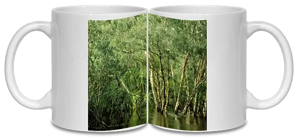 Jim Jim Creek with Paperbark forest including River pandanus (mostly Melaleuca cajuputi, M. leucadendra, and Pandanus aquaticus) Wet season, Kakadu National Park (World Heritage Area), Northern Territory, Australia JPF51250